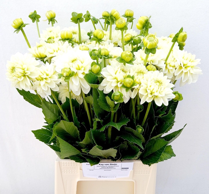 <h4>DAHL DEC POLAR ICE</h4>