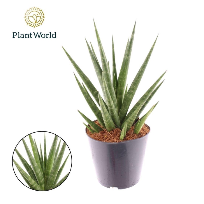<h4>Sansevieria Blue Dancing</h4>