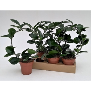 HOYA AUSTRALIS