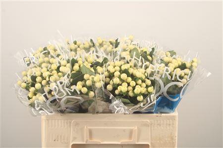 <h4>Hyp Coco Bellimo</h4>