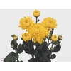 CHR T WENDY GEEL