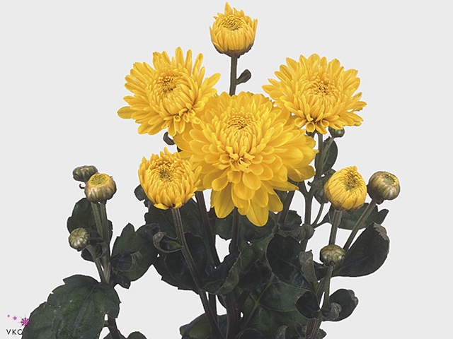 CHR T WENDY GEEL