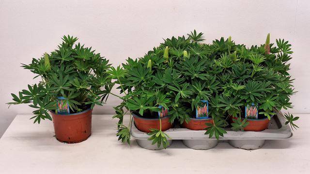 <h4>Lupinus</h4>