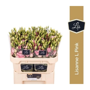 Lisianthus do lisanne light pink