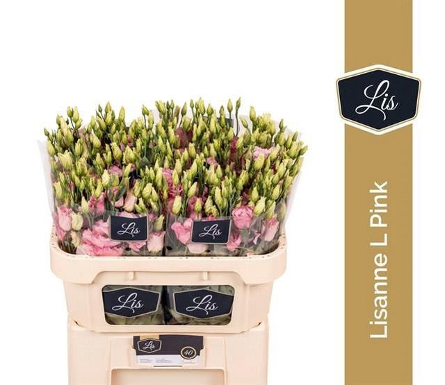 <h4>Lisianthus do lisanne light pink</h4>