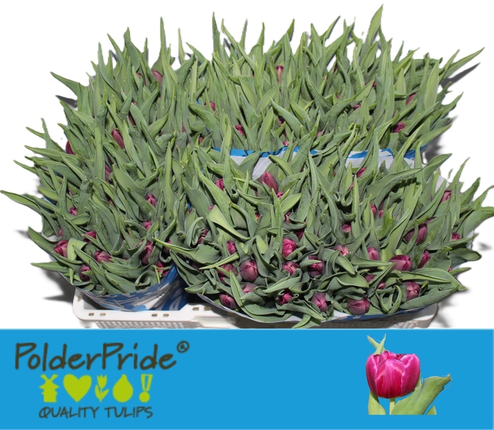 <h4>TU DU WORLD BOWL</h4>