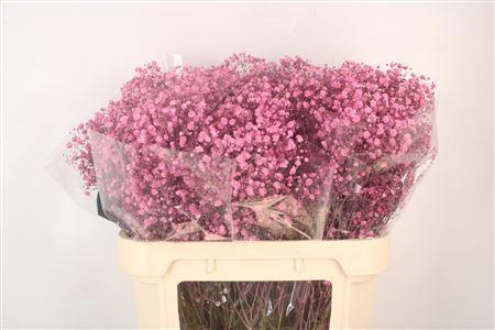 <h4>Gyps Klb Hot Pink</h4>