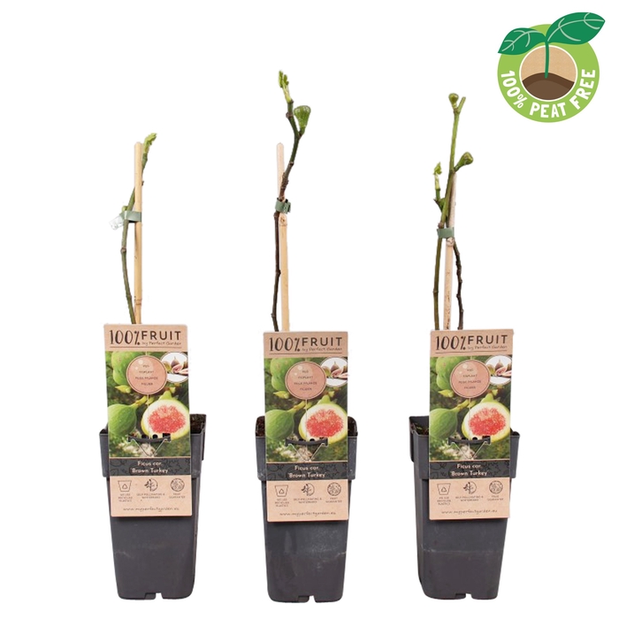 <h4>Ficus Carica Brown Turkey</h4>