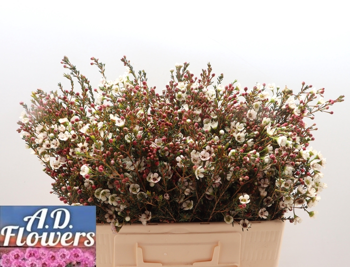 <h4>CHAME MI LIRON</h4>