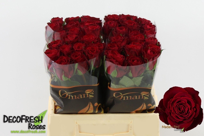 <h4>R Gr Madam Red</h4>