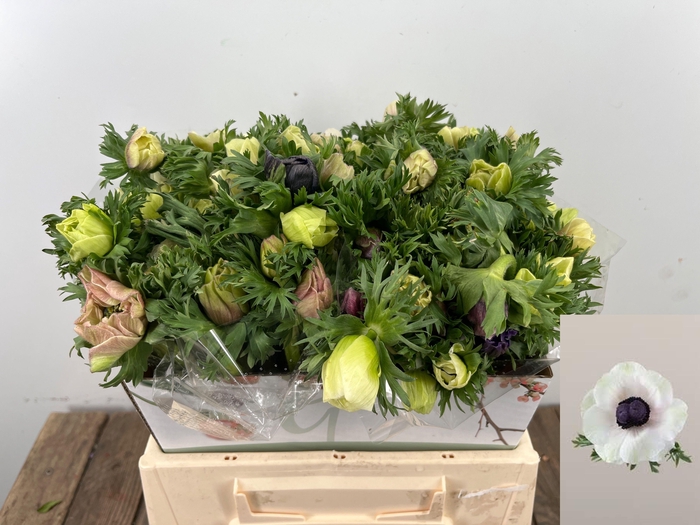 <h4>ANEM CO MAR PANDA</h4>