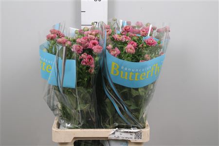 <h4>Ran Butterfly Jupiter</h4>