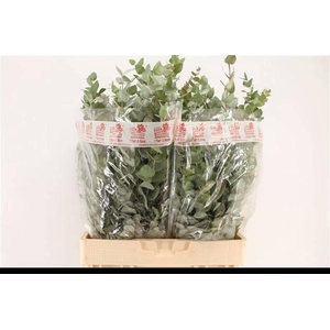 EUC CINEREA PER BOS X 20 BOS Ifiori di Roma