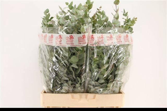 <h4>EUC CINEREA PER BOS X 20 BOS Ifiori di Roma</h4>