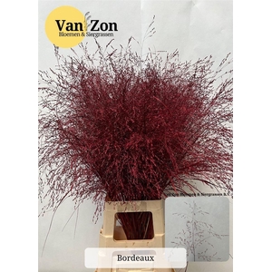Panicum L90 Bordeaux