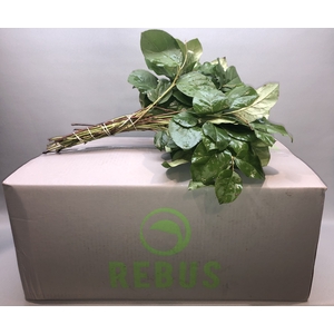 SALAL TIPS REBUS GREENS AIR