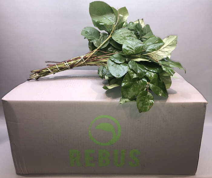 <h4>SALAL TIPS REBUS GREENS AIR</h4>
