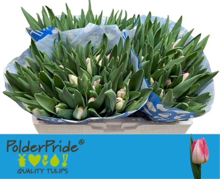 <h4>TU EN PULITZER</h4>