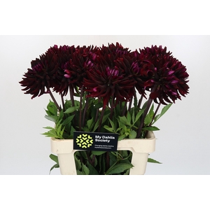 Dahlia Chat Noir