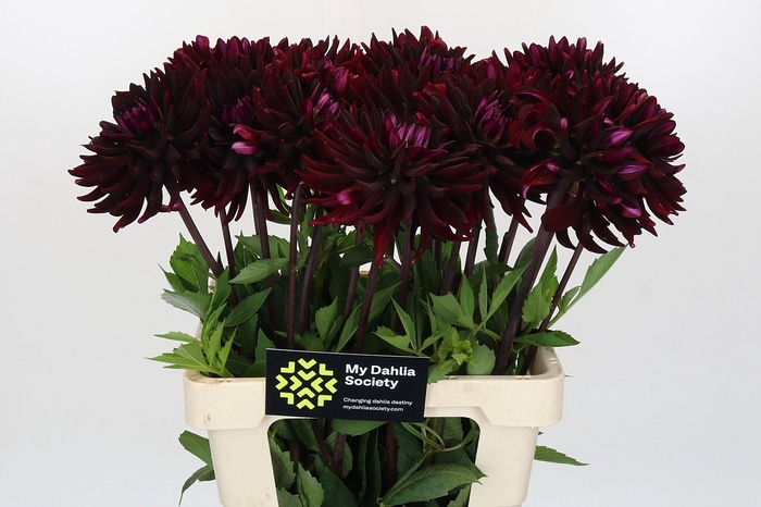 <h4>Dahlia Chat Noir</h4>