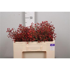 Rosa Prinsberry Red