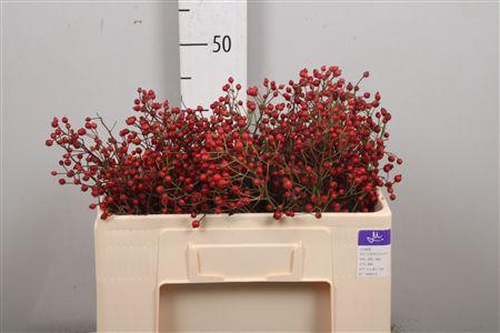 <h4>Rosa Prinsberry Red</h4>