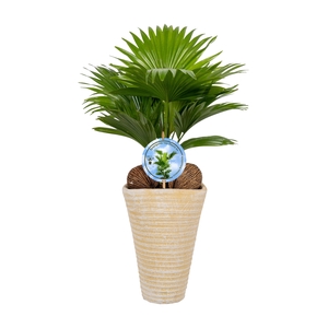 Livistona rotundifolia11 s Aspd Lucht Zuiverend Creme pot