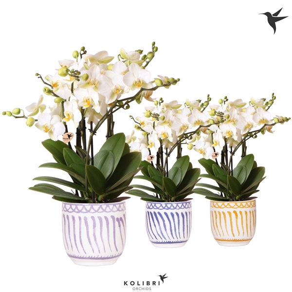 <h4>Kolibri Orchids Phalaenopsis Lausanne in Granada pot mix</h4>