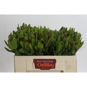 Leucadendron Goldstrike