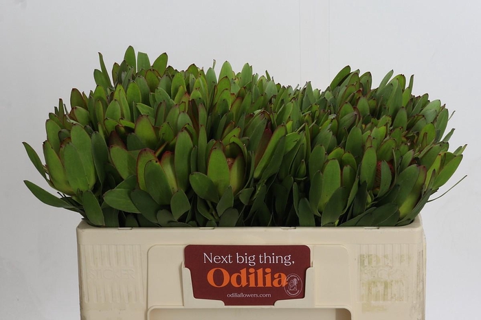 <h4>Leucadendron Goldstrike</h4>