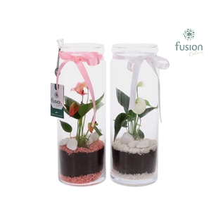 Glazen vaas met Anthurium