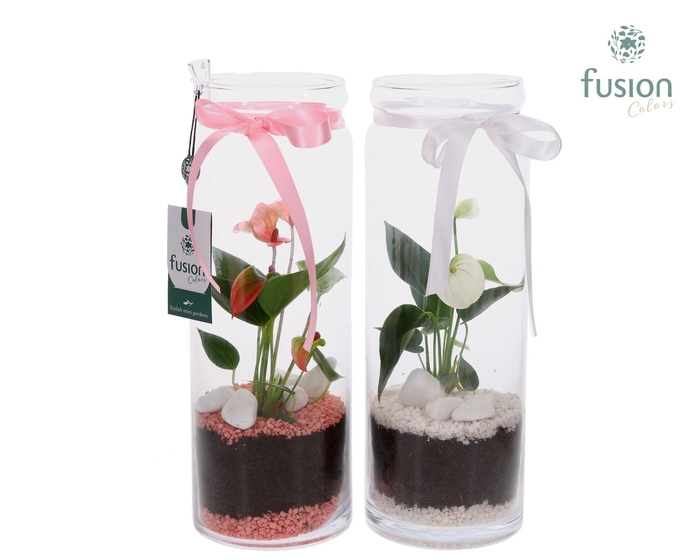 <h4>Glazen vaas met Anthurium</h4>