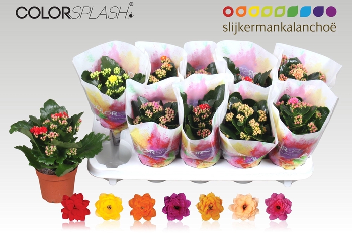 <h4>KAL GE GEM 7 KL</h4>