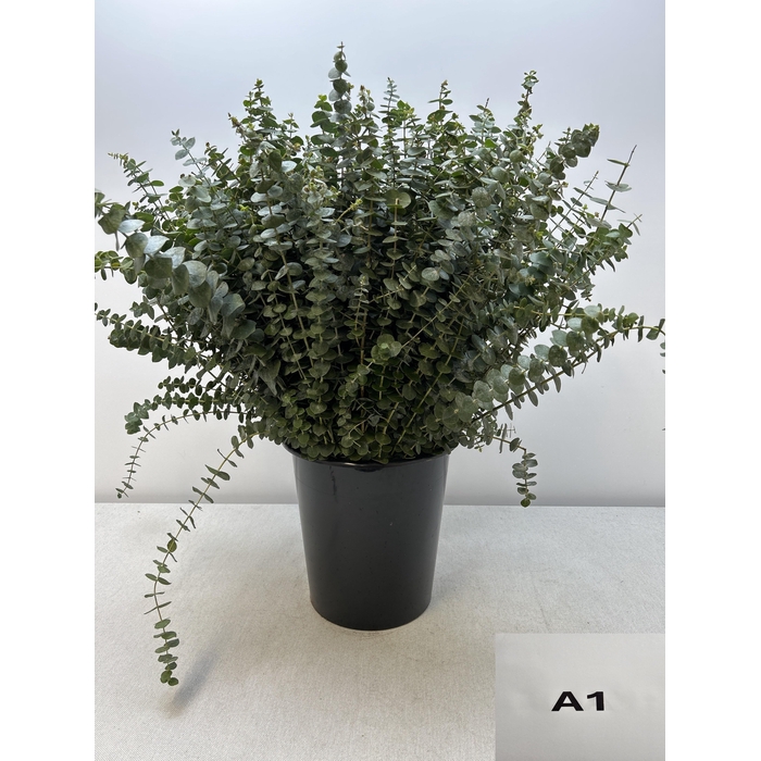 <h4>EUC BABY BLUE PER STEEL</h4>