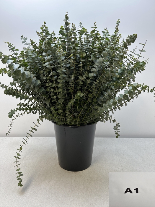 EUC BABY BLUE PER STEEL