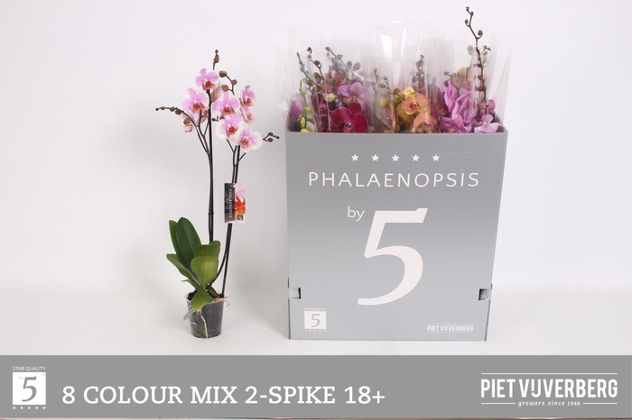 <h4>PHAL GEM 8 KL</h4>