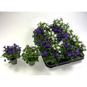 CAMPANULA MIX MINI P5.5