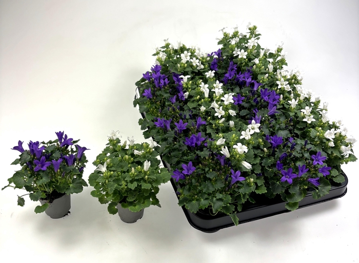 <h4>CAMPANULA MIX MINI P5.5</h4>