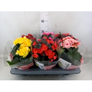 Begonia elat. DU   ...mix