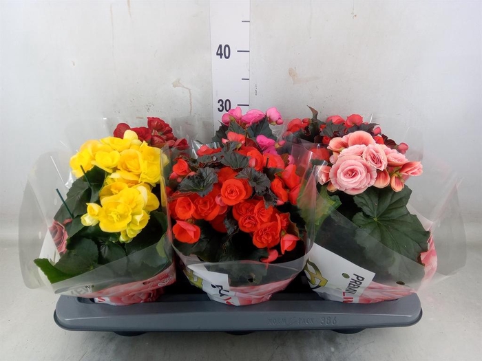 <h4>Begonia elat. DU ...mix</h4>