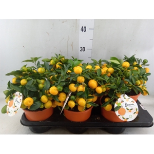 Citrofortunella microcarpa