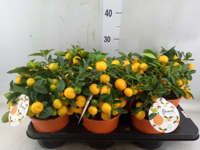 <h4>Citrofortunella microcarpa</h4>