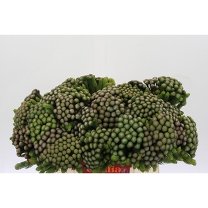 Kaaps Groen Albiflora