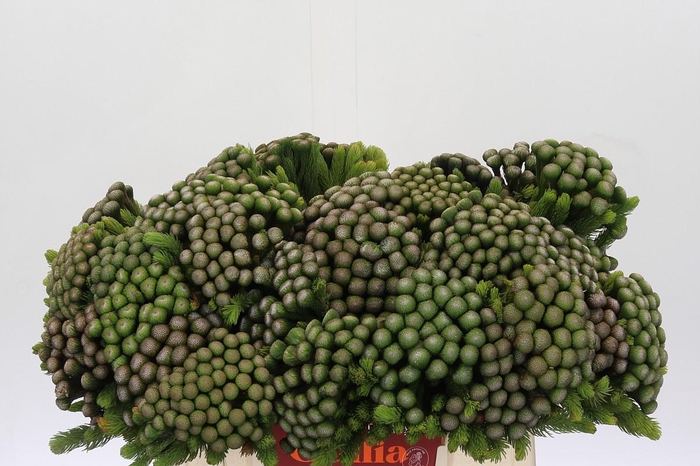 <h4>Cape Green Albiflora</h4>