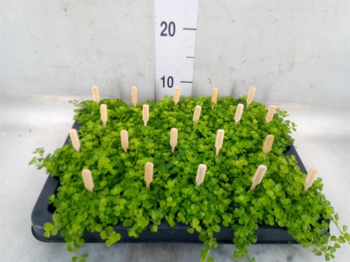 <h4>Pilea depressa</h4>