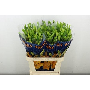 LI LA CAESARS PALACE