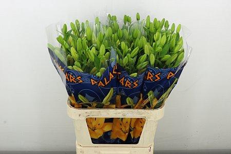 <h4>LI LA CAESARS PALACE</h4>