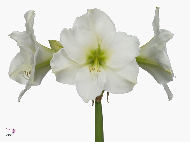 Hipp Ga Christm Gift