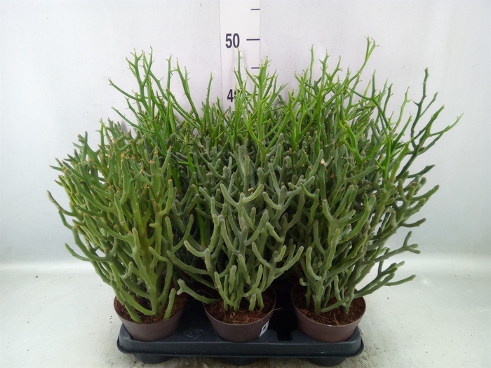 <h4>Euphorbia tirucalli</h4>