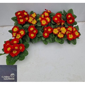 Primula ac. 'Bonneli Rot'